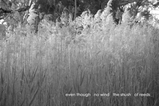 even though/no wind/the shush of reeds